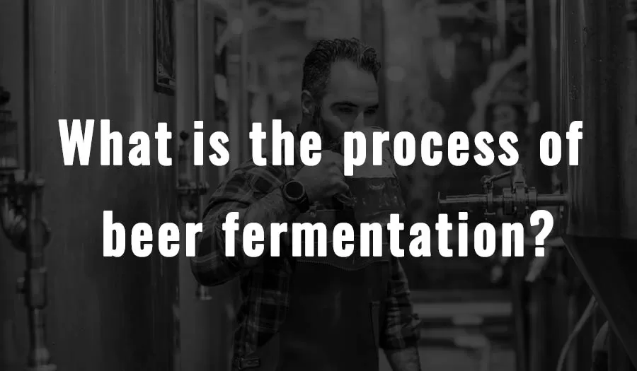 What is the process of beer fermentation?