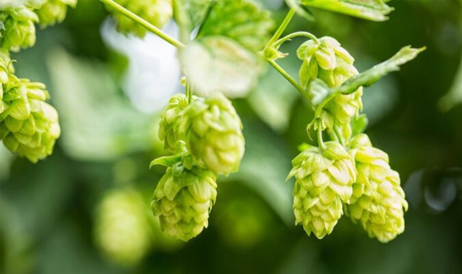 Hopfen