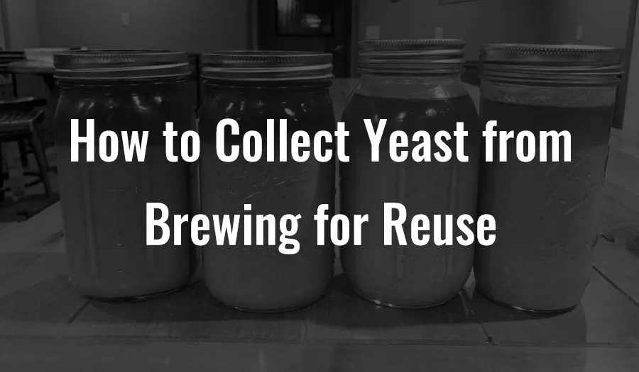 How to Collect Yeast from Brewing for Reuse